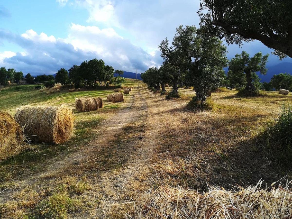 La Dimora Di Radha B&B Centro Olistico Rende Eksteriør billede